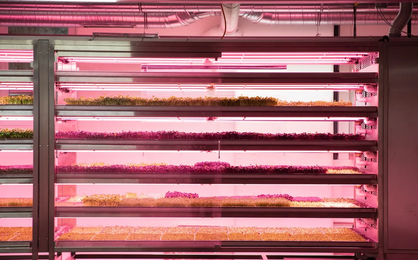 Edelstahl-Aufzuchtregale der Vertical Farm mit Anzuchtschalen unter LED-Wachstumslicht